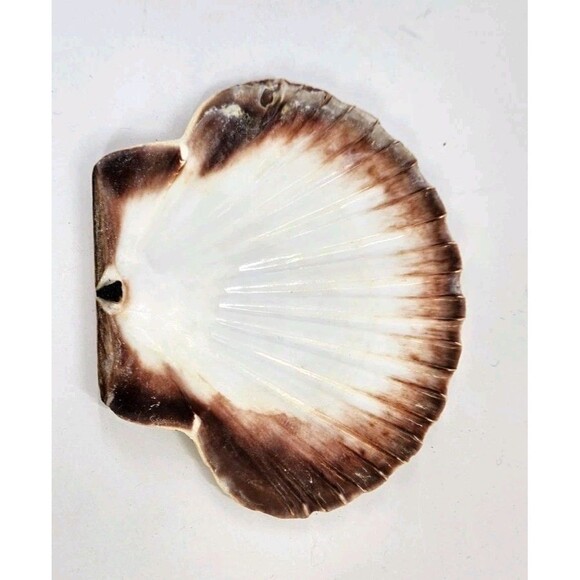 Vtg Mixed Lot of 3 Big 4" to 6" Seashells Crafts Home Beach Ocean Decor Unique - Picture 16 of 16